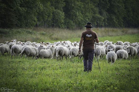 Met de schapen in de Watering - Lommel