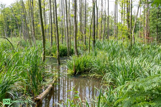 Met de voeten in het water in de Itterbeekvallei - Oudsbergen