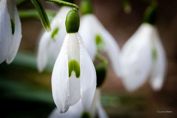 Met de wilde frisheid van sneeuwklokjes - Neerpelt