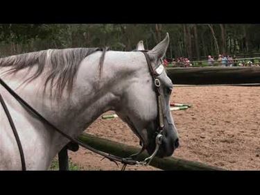 Met paard en lasso - Peer