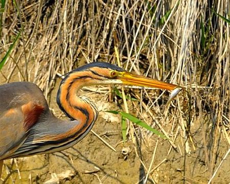 Met vakantiegroeten uit... de Camargue - Overpelt