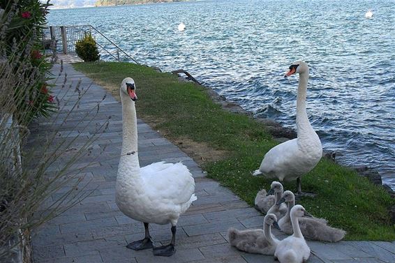 Met vakantiegroeten uit... Italië - Hechtel-Eksel