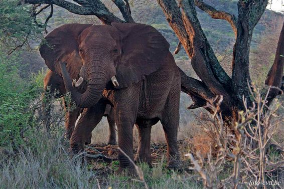 Met vakantiegroeten uit... Kenia - Hamont-Achel