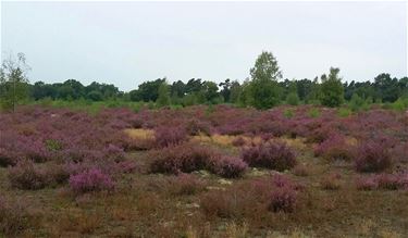 Met werkgroep Isis naar de heide