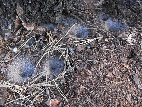 Mijnenvelden voor mieren - Hechtel-Eksel