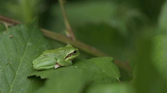 Milieuprojecten in gemeente op PlattelandsTv - Hamont-Achel