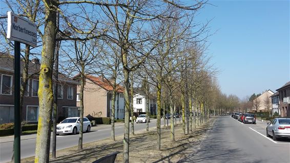 Minder linden op de Norbertinessenlaan - Neerpelt