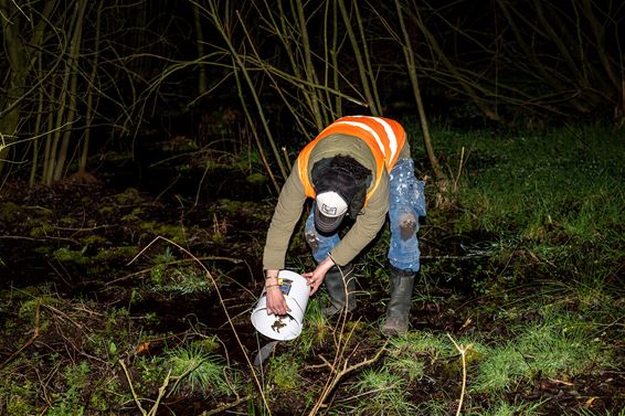 Minder padden overgezet - Pelt