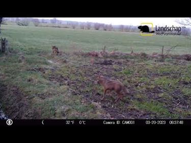 Minder wolven in Limburg