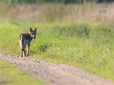 Minstens drie gezonde wolvenwelpen