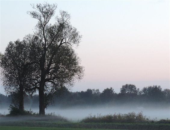 Mist in de ochtend - Hamont-Achel