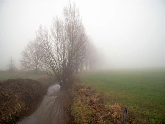 Mist op de eerste dag van het jaar - Pelt