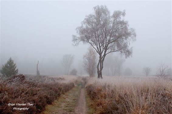 Mist op de Leenderheide - Hamont-Achel