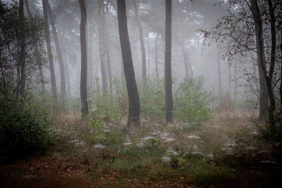 Mistige bosfoto's hebben iets magisch - Lommel