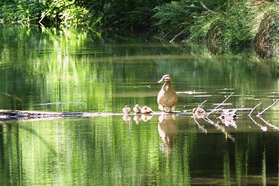 Moeder met kroost - Lommel