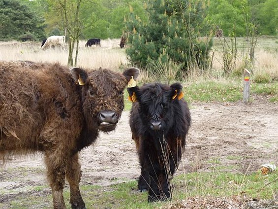 Moederdag in het Hageven - Neerpelt