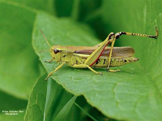 Moerassprinkhaan gespot in Achel - Hamont-Achel