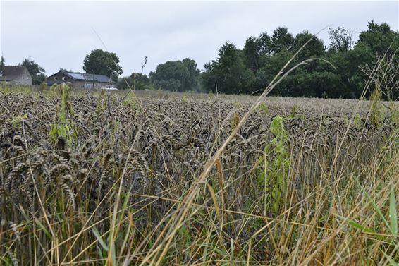 Moet er nog regen zijn? - Beringen