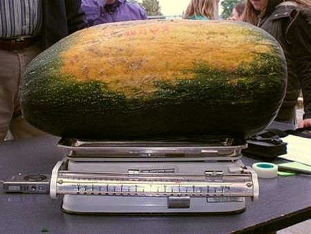 Moeten er nog courgettes zijn? - Neerpelt