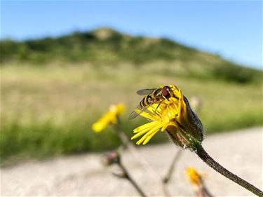 'Mogelijk minder insecten'