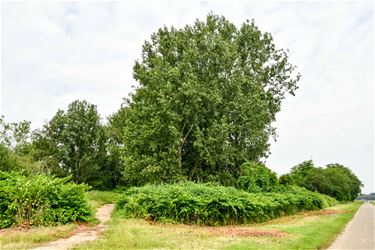 Mogelijk zonnepanelenpark stuit al op protest - Beringen