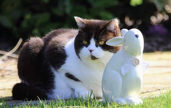 Mokka in paasstemming, maar chocolade blijft taboe - Pelt