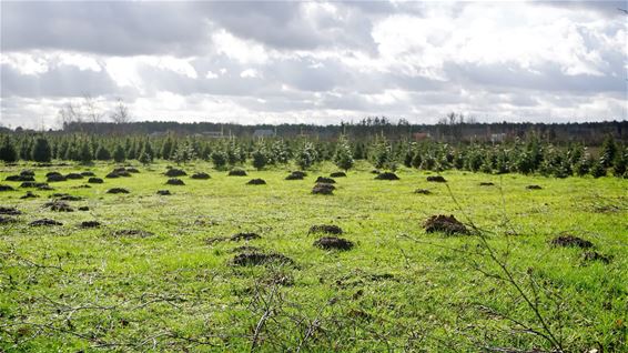 Molshopen kondigen lente aan - Lommel