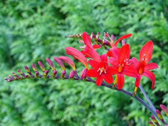 Montbretia volop in bloei - Peer