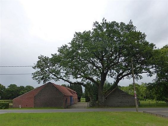 Monumentale bomen voorlopig beschermd - Peer