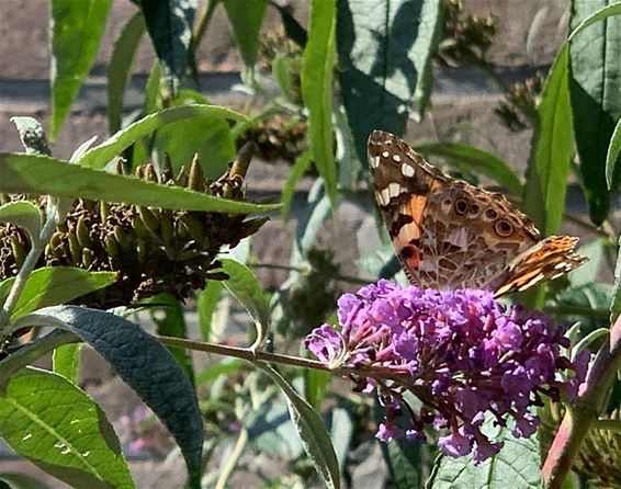 Mooi bezoek in de tuin - Pelt