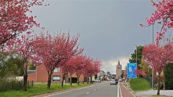 Mooi bloeiende bomen langs de Stationsstraat - Lommel