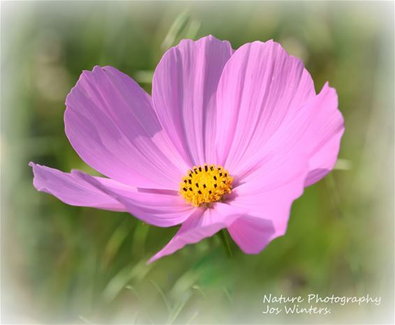 Mooi, fris en zoet: cosmea's - Hechtel-Eksel