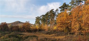 Mooi herfstweer - Beringen