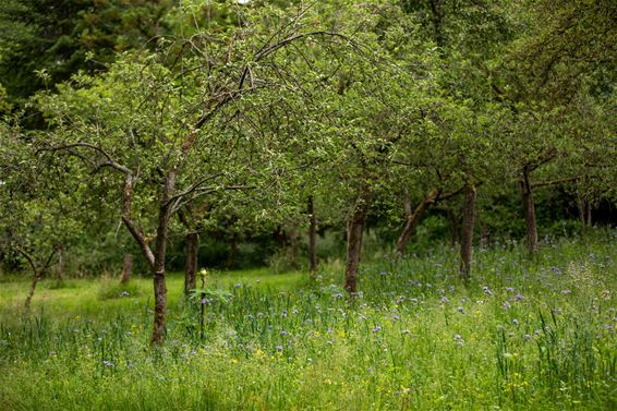 Mooi in het groen in Kerkhoven - Lommel