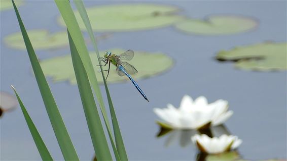 Mooi in het Hageven - Neerpelt