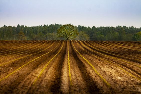 Mooi landschap in de Tussenstraat - Pelt