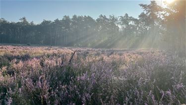 Mooi wandelweer