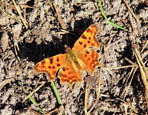 Mooi weer, de vlinders zijn er al - Lommel