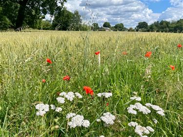 Mooi zomerweer - Beringen