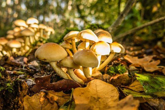 Mooie herfstkleuren - Overpelt