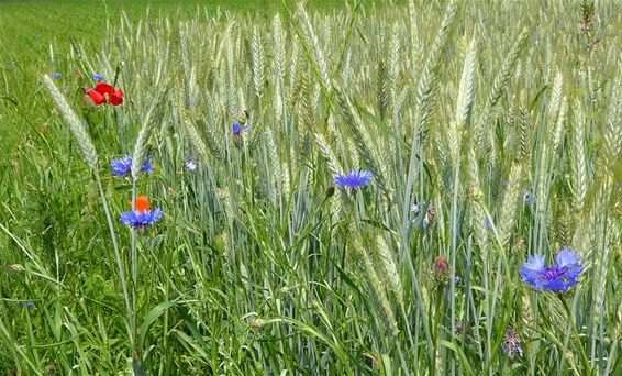 Mooie korenbloemen - Lommel