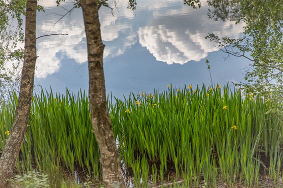 Mooie natuur bij de Sahara - Lommel