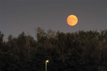 Mooie Supermaan of Steur Maan - Beringen