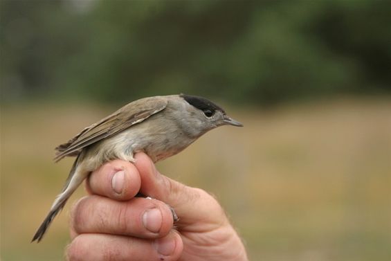 Mooie vangsten tijdens vogeltrektocht - Neerpelt