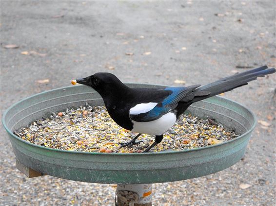 Mooie vogel, zo'n ekster - Hechtel-Eksel