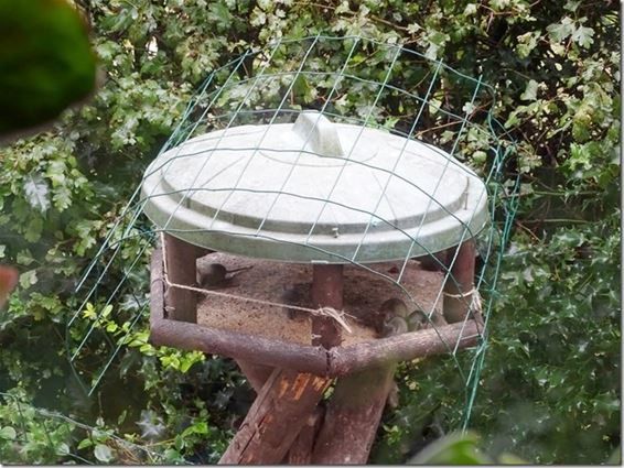 Muizen in het vogelhuis - Peer