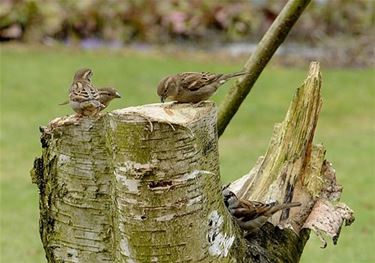 Mussenwerkgroep Limburg zoekt helpende handen - Beringen & Leopoldsburg