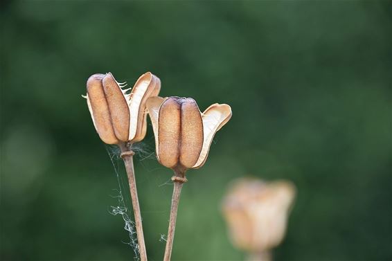 Na de bloei, de lege zaaddoos... - Overpelt