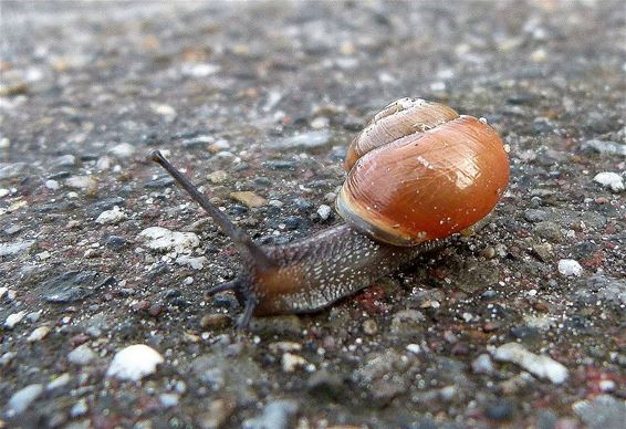 Na de regen komen de slakken - Peer