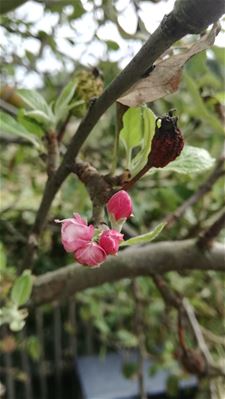 Naar een vroege lente? - Pelt